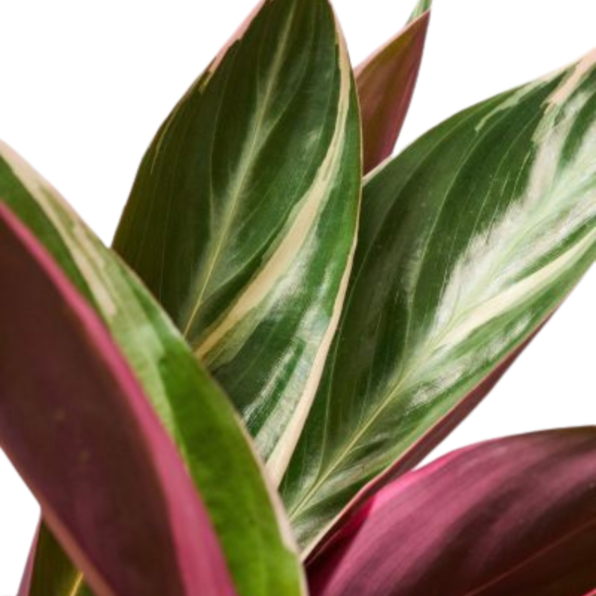 Calathea &