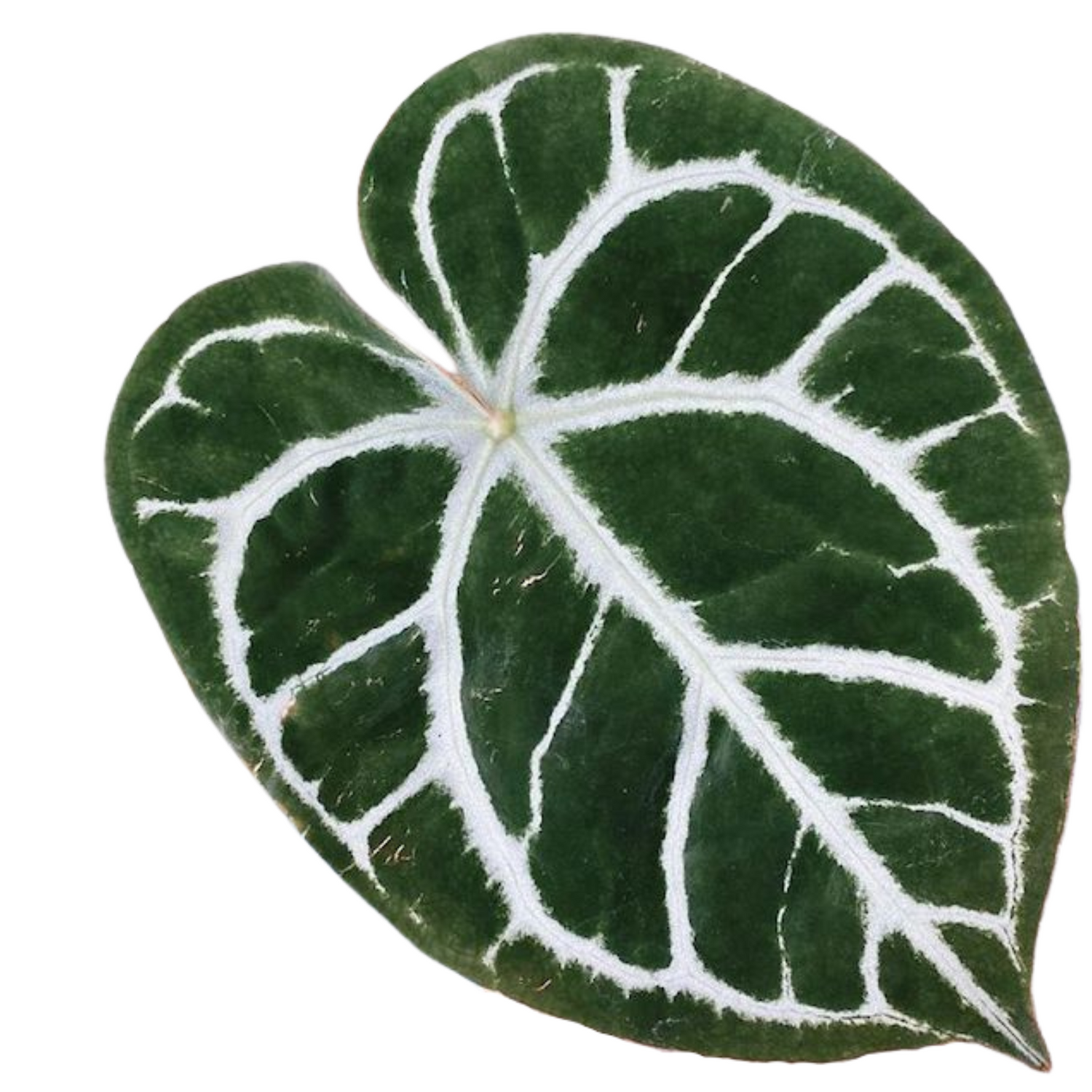 Anthurium crystallinum | klein