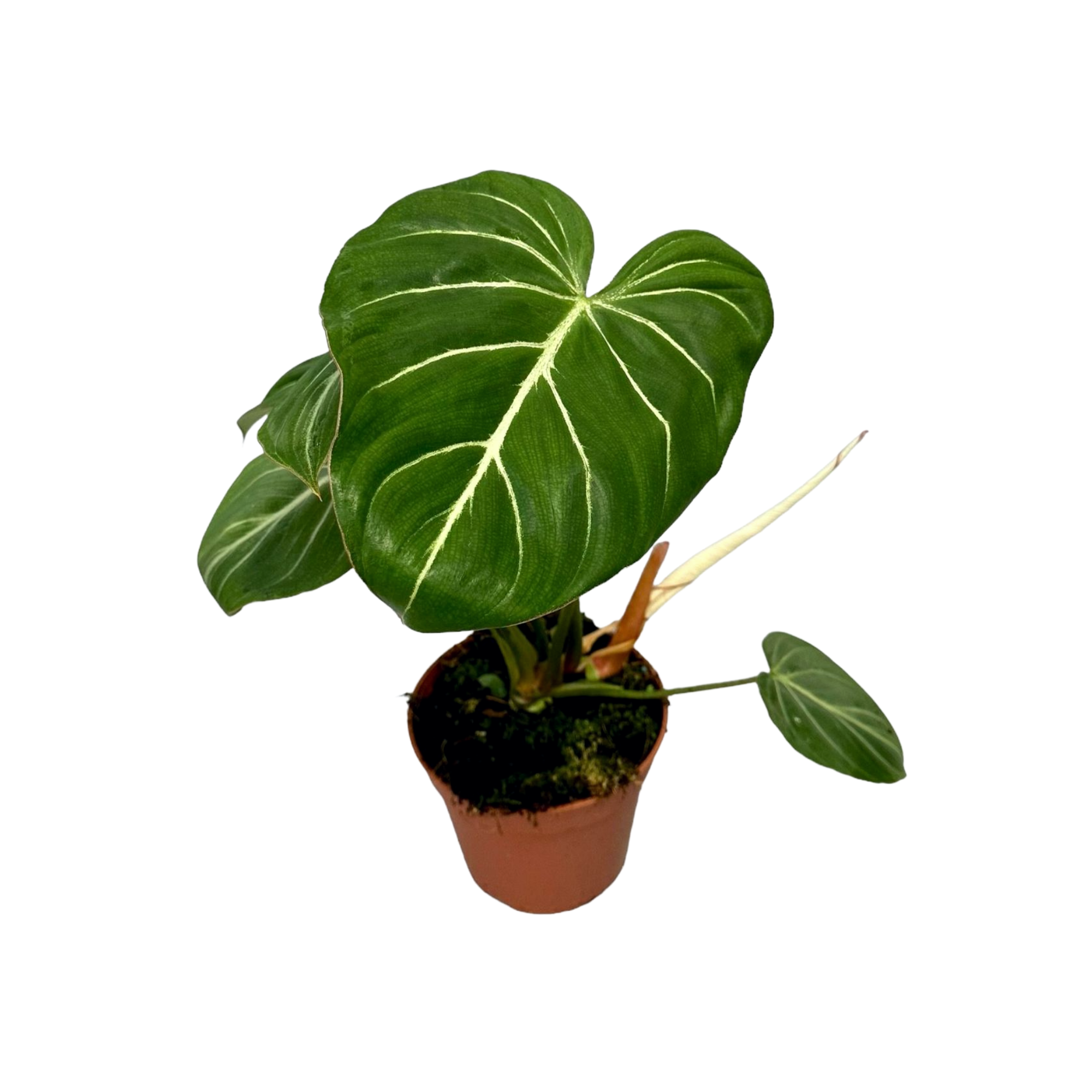 Philodendron gloriosum