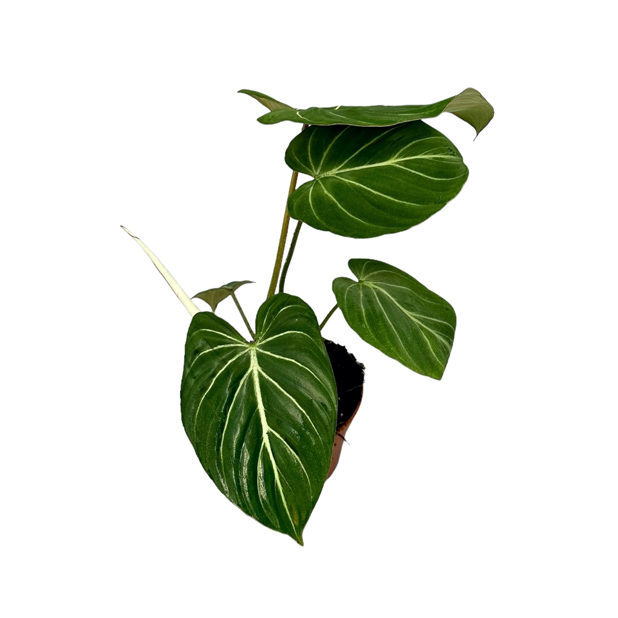 Philodendron gloriosum