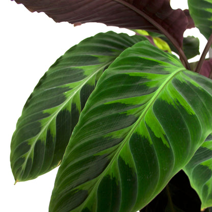 Calathea warscewiczii