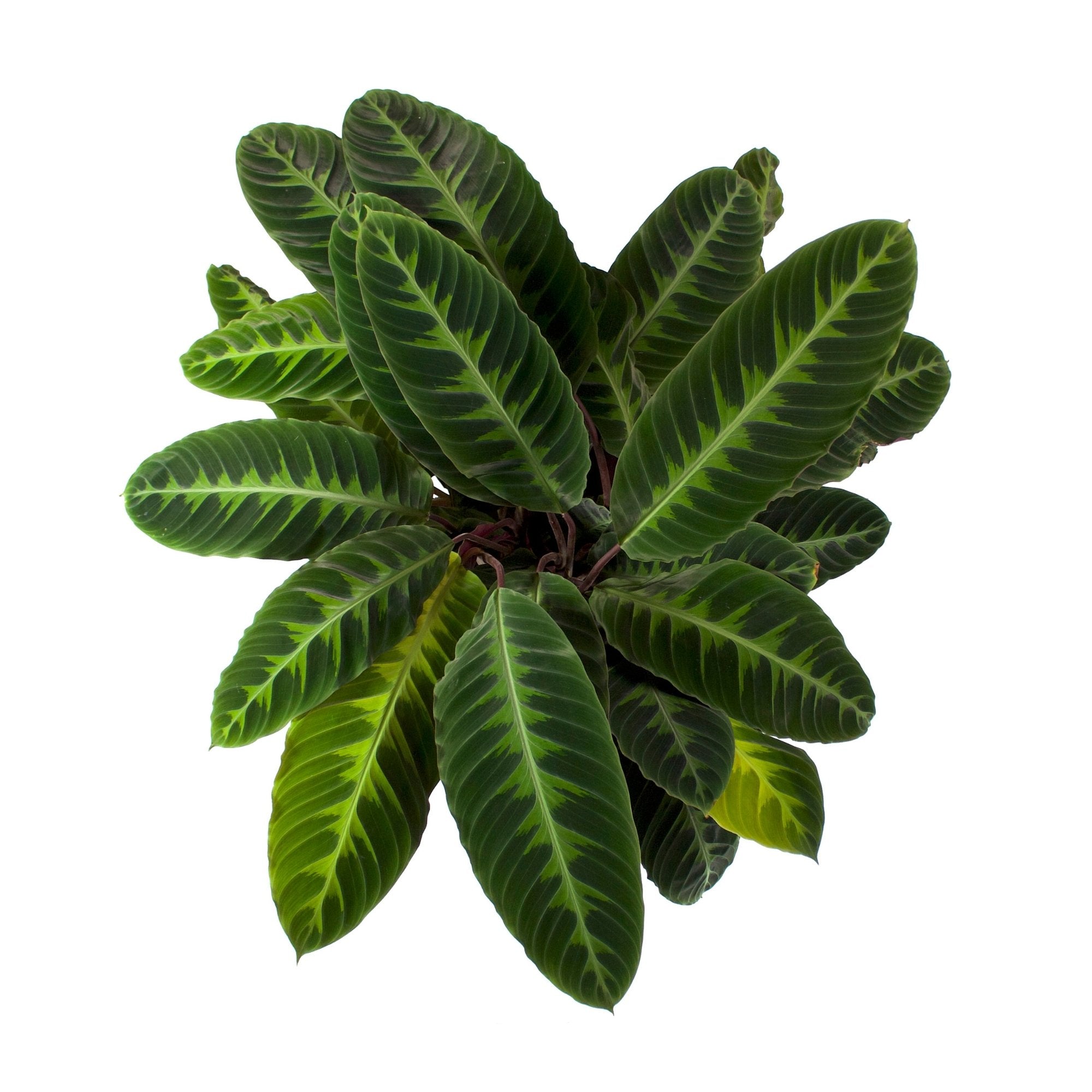 Calathea warscewiczii