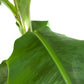 Musa 'Dwarf Cavendish' (Bananenplant)