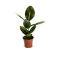 Ficus elastica ‘Robusta’