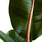 Ficus elastica ‘Robusta’