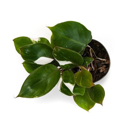 Philodendron &