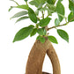 Ficus retusa 'Ginseng'