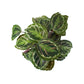 Calathea 'Medallion'