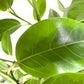 Ficus benghalensis altissima
