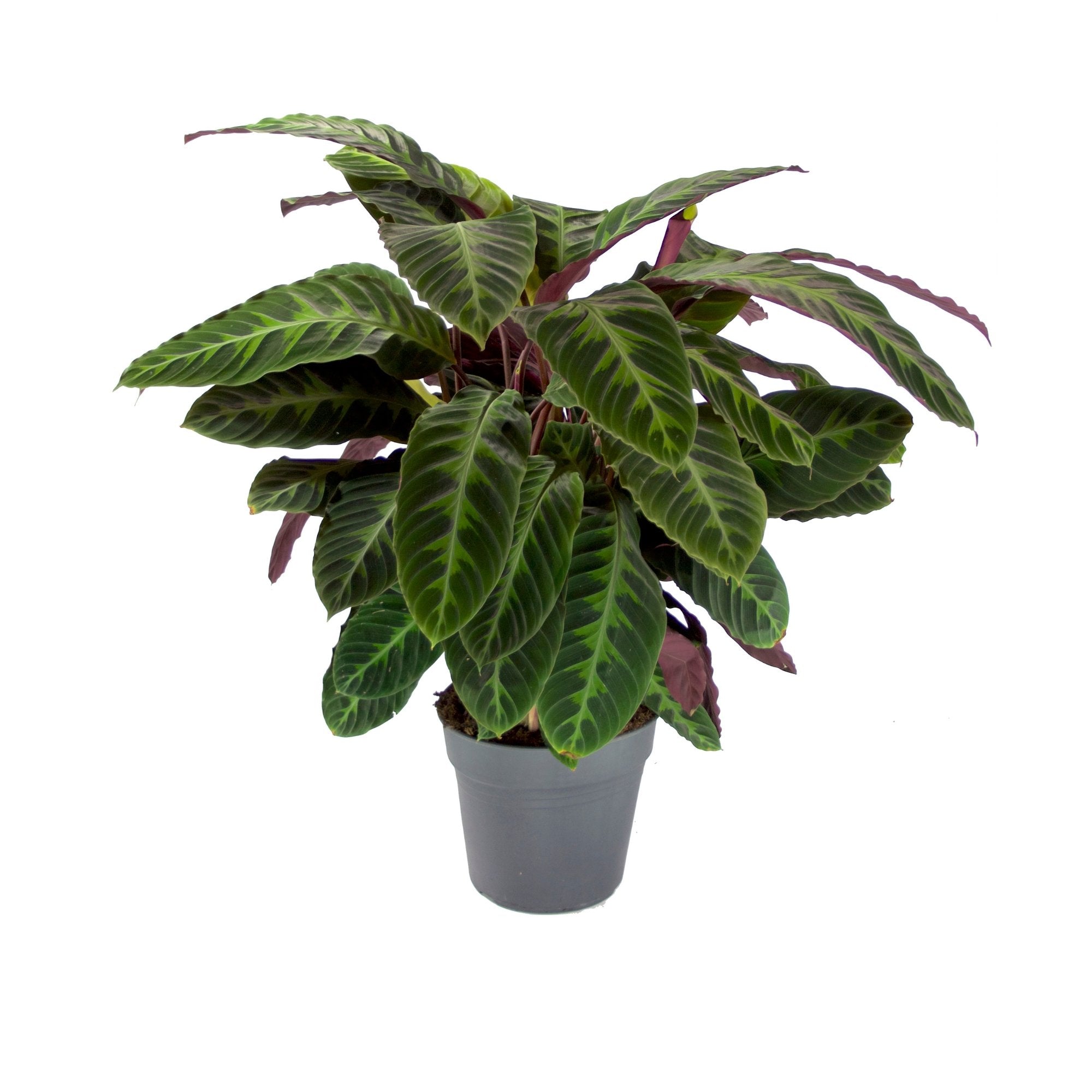 Calathea warscewiczii