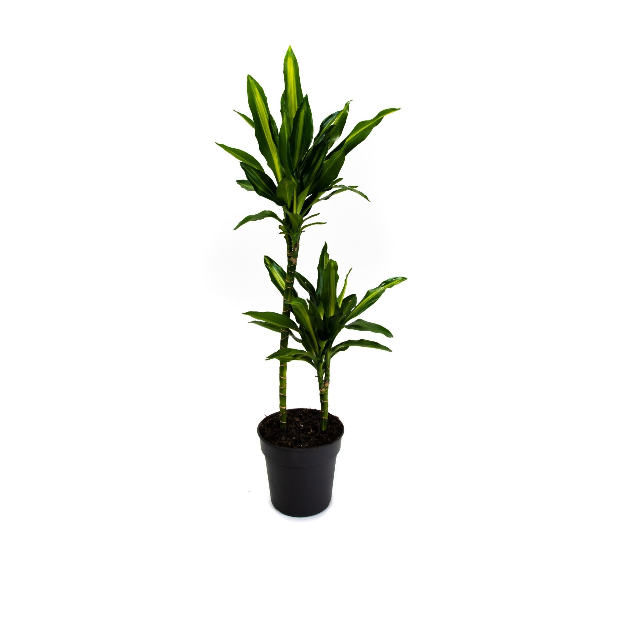 Dracaena fragrans