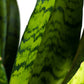 Sansevieria zeylanica