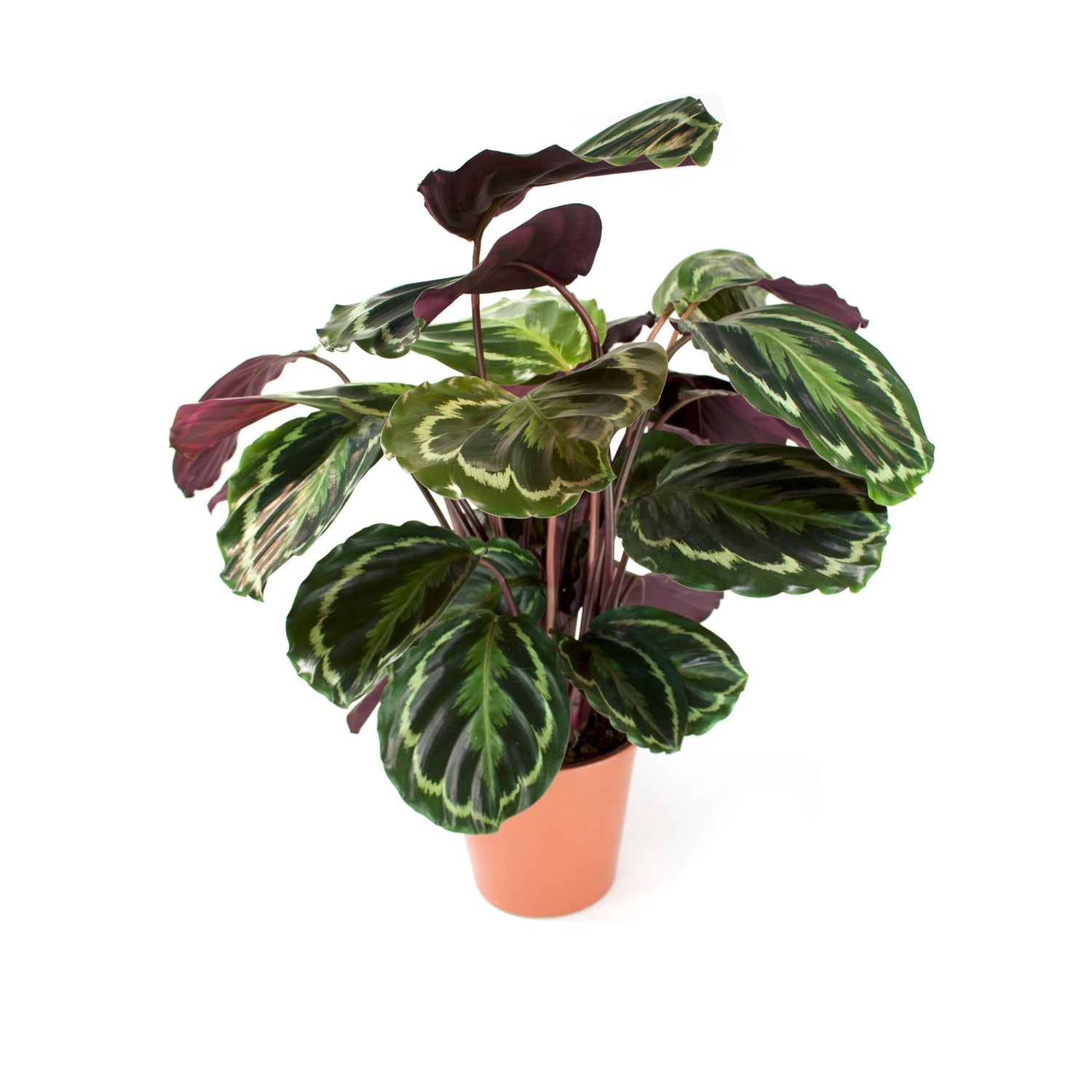 Calathea &