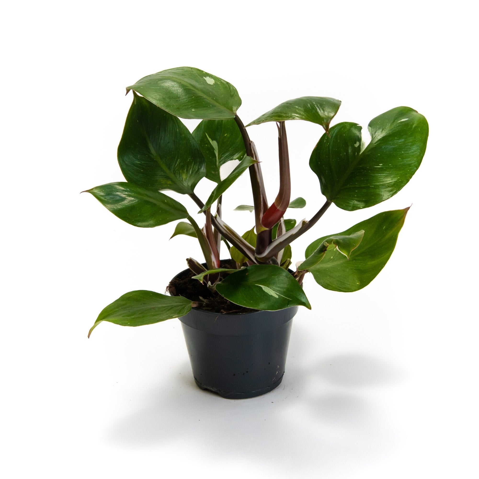 Philodendron &