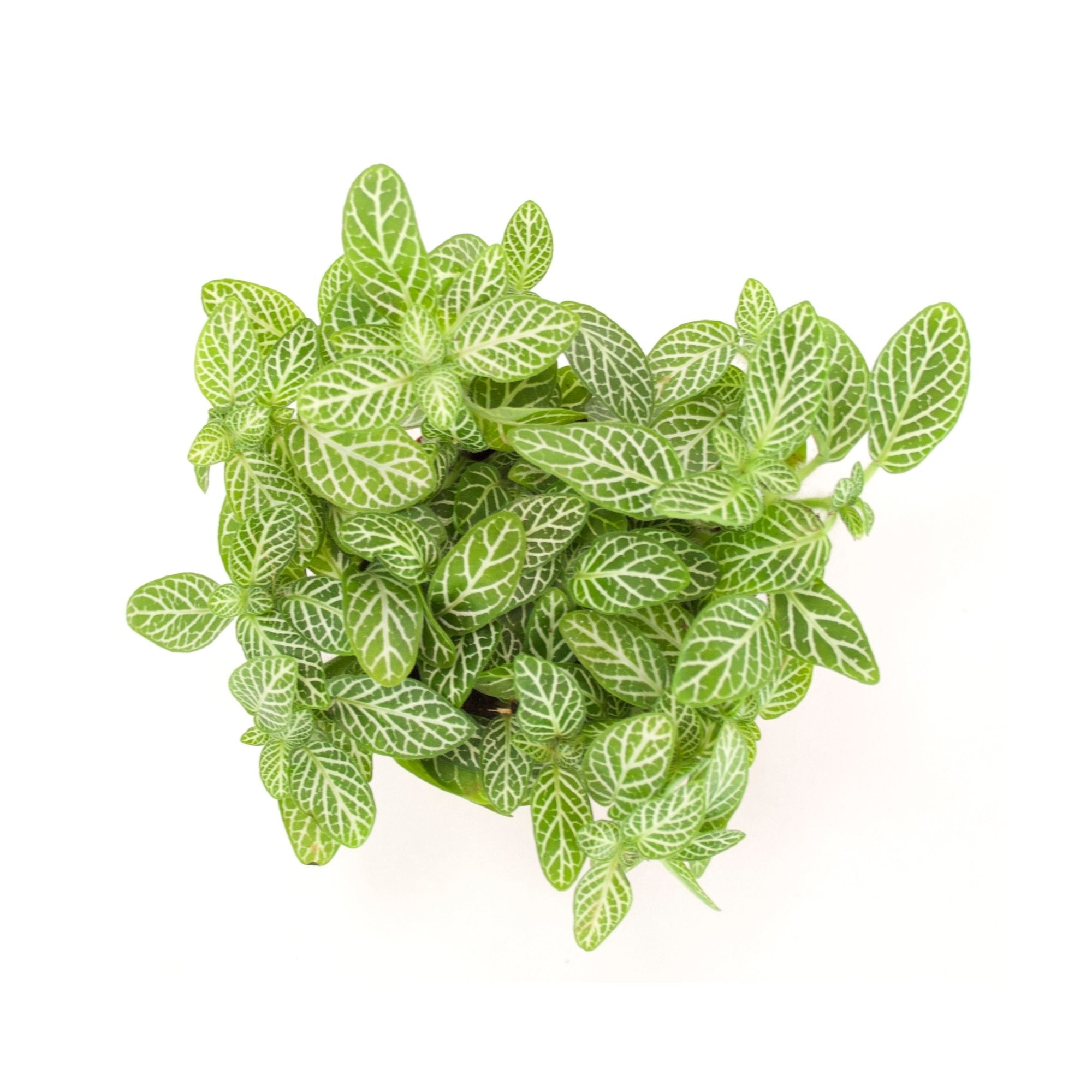 Fittonia verschaffeltii