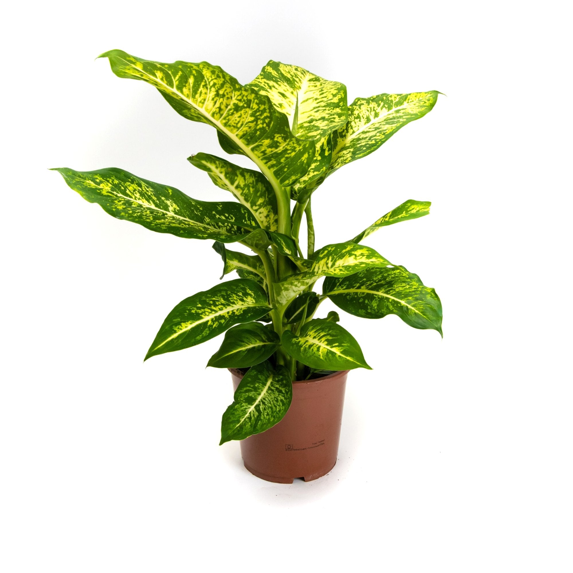 Dieffenbachia &