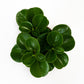Peperomia obtusifolia