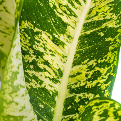 Dieffenbachia &