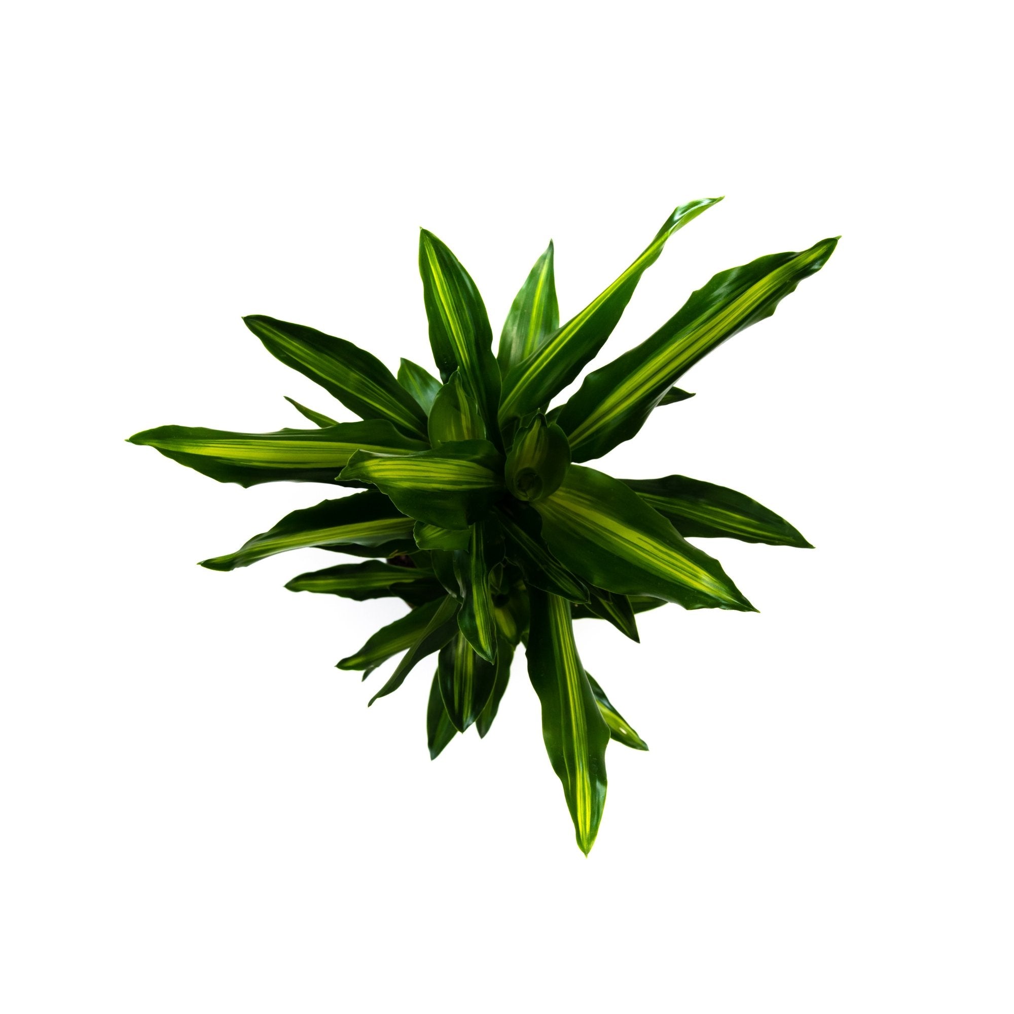 Dracaena fragrans