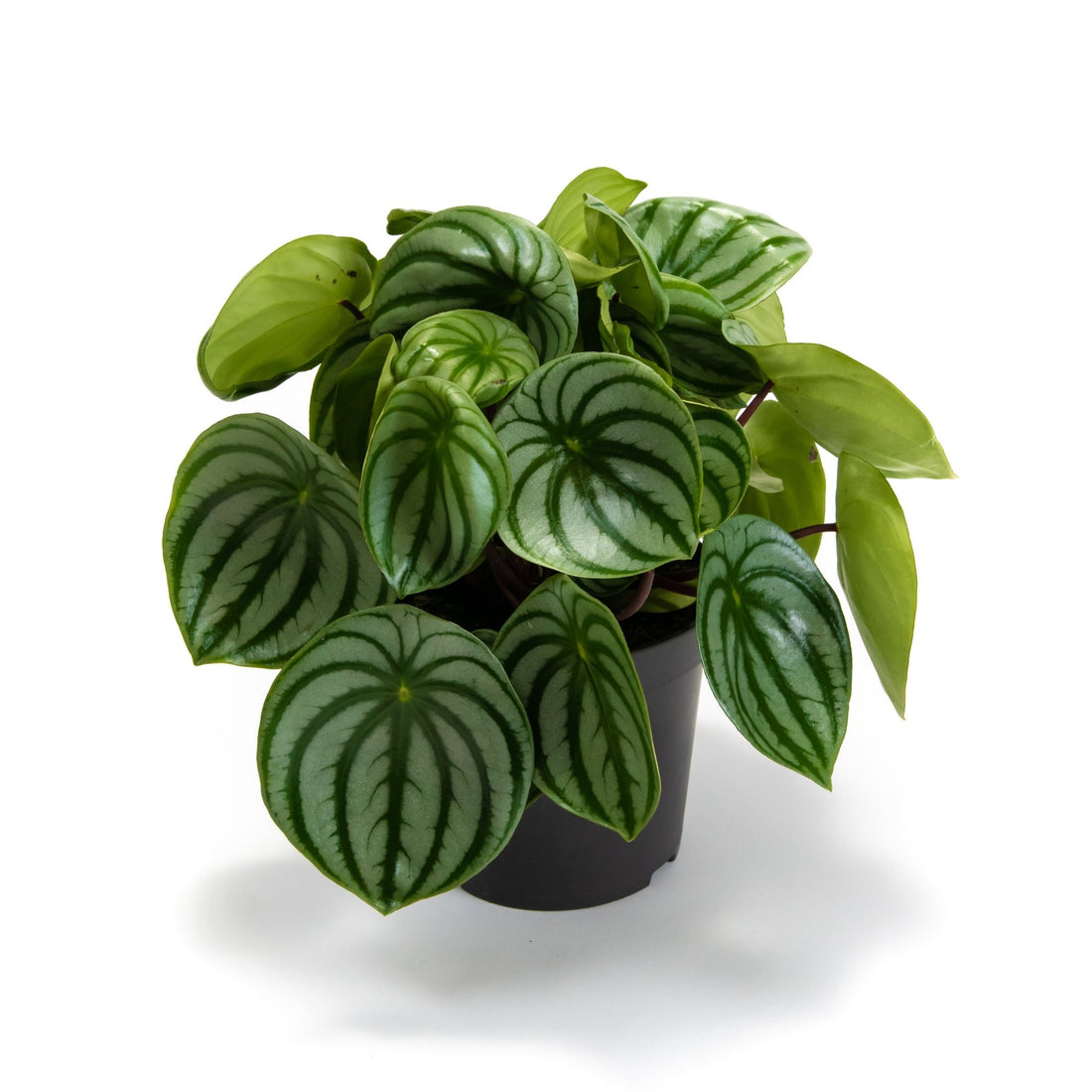 Peperomia argyreia