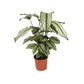 Calathea 'Whitestar'