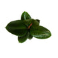 Ficus elastica ‘Robusta’