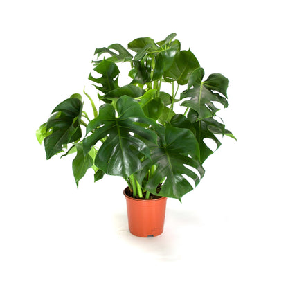 Monstera deliciosa | medium