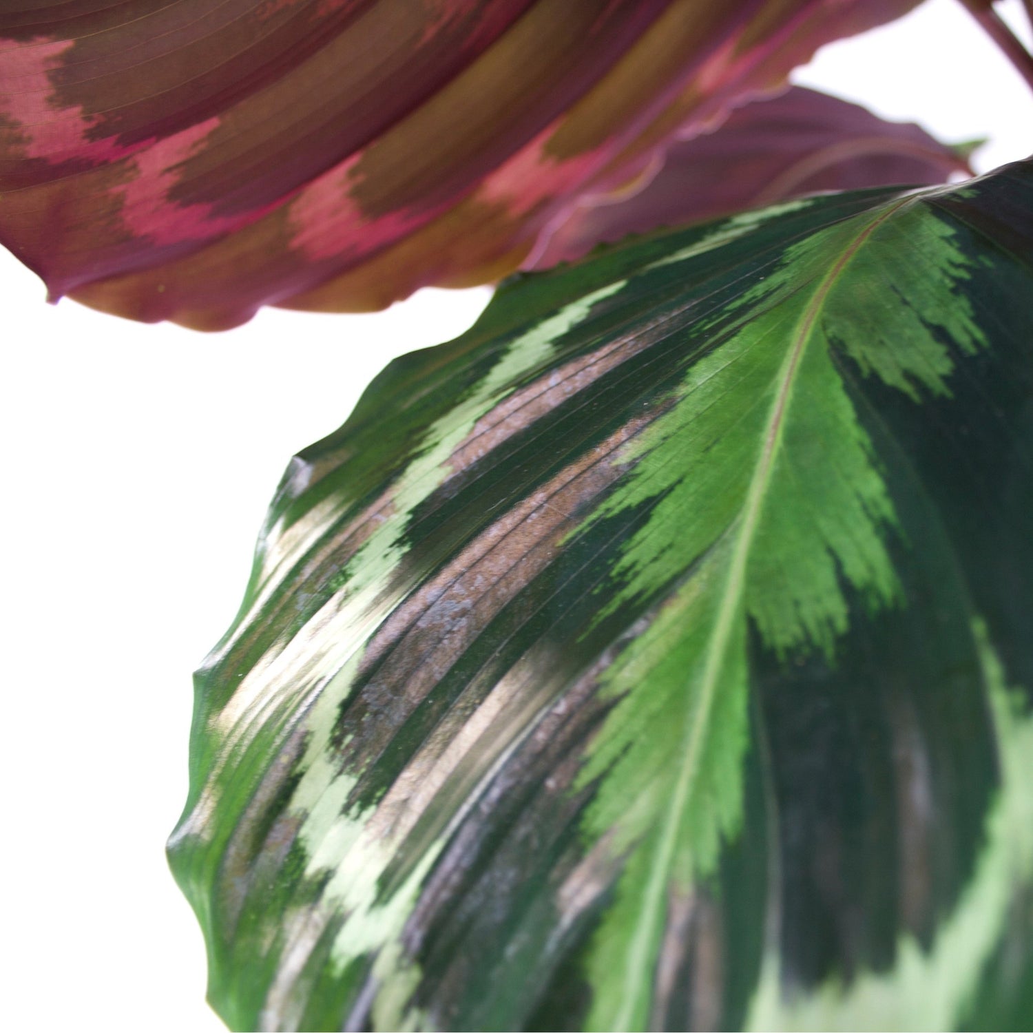 Calathea &