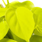 Philodendron 'Lemon Lime'