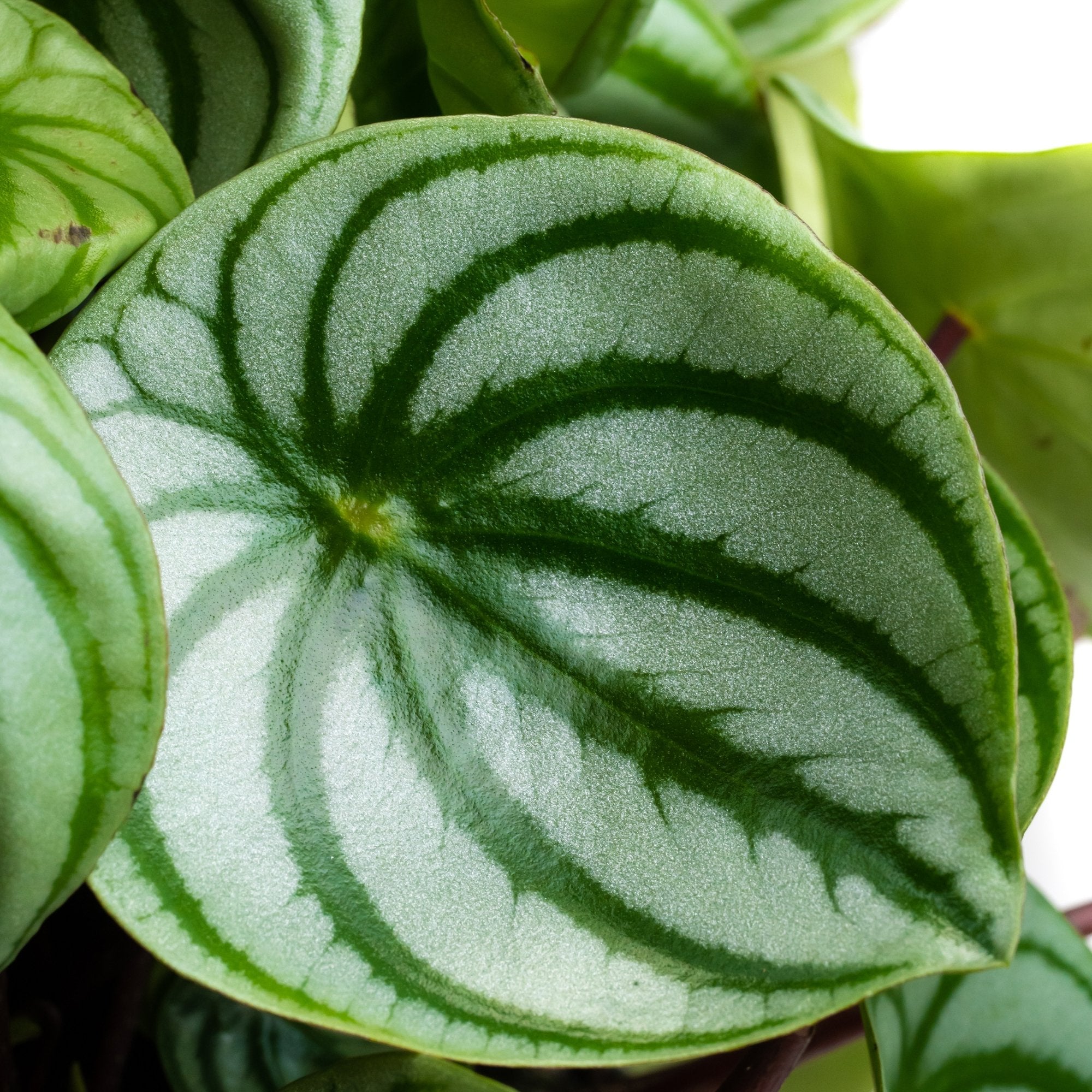 Peperomia argyreia