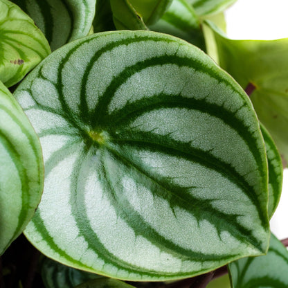 Peperomia argyreia