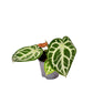 #product-name# - #shop-name#