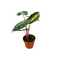 #product-name# - #shop-name#